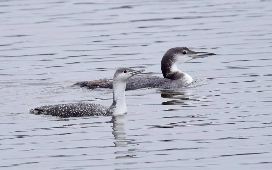 999998 Red-throated Loon (foreground) & Common Loon (background) by Wildreturn is licensed under CC BY 2.0.